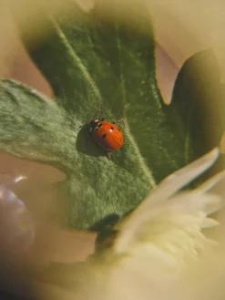 Boîte à jouets avec loupe