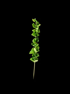 Fleur artificielle molucella