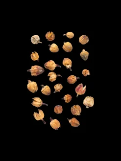 Têtes de fleurs décoratives
