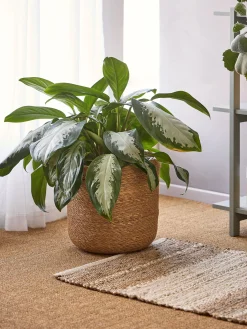 Cache-pot en panier avec doublure