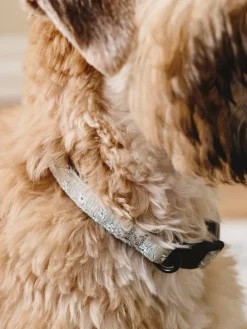 Collier pour chien