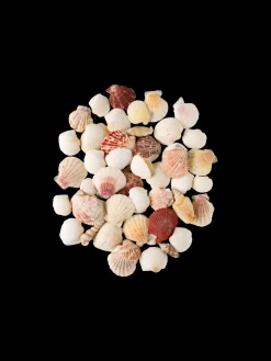 Coquillages décoratifs