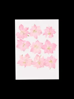 Fleurs séchées
