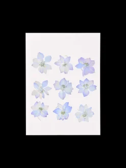 Fleurs séchées