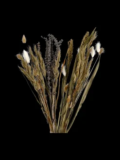 Fleurs séchées mélangées