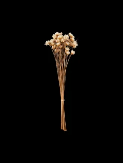 Fleurs séchées pour DIY