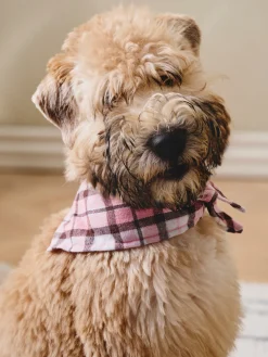 Foulard bandana pour chien
