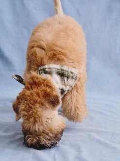 Foulard bandana pour chien