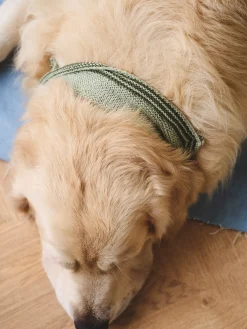 Foulard pour chien