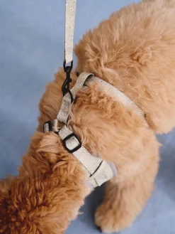 Harnais pour chien