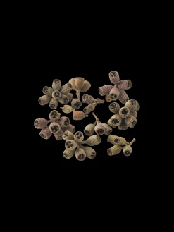 Noix de gommier