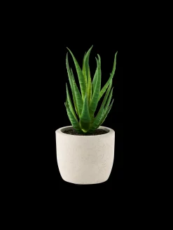 Plante succulente artificielle en pot