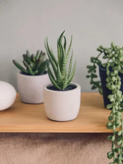 Plante succulente artificielle en pot