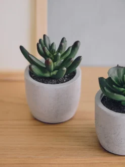 Plante succulente artificielle en pot