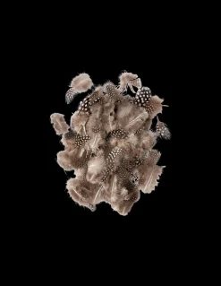 Plumes