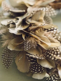 Plumes