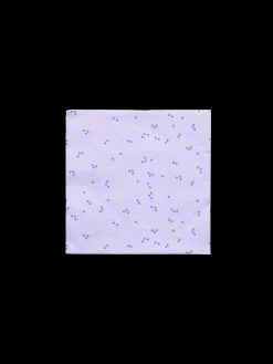 Serviettes 33 x 33