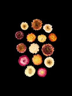 Têtes de fleurs séchées